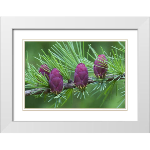 Canada, Quebec Tamarack tree cones White Modern Wood Framed Art Print with Double Matting by Delisle, Gilles