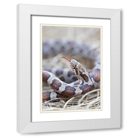 Canada, Riviere des Prairies Park Milk snake White Modern Wood Framed Art Print with Double Matting by Delisle, Gilles