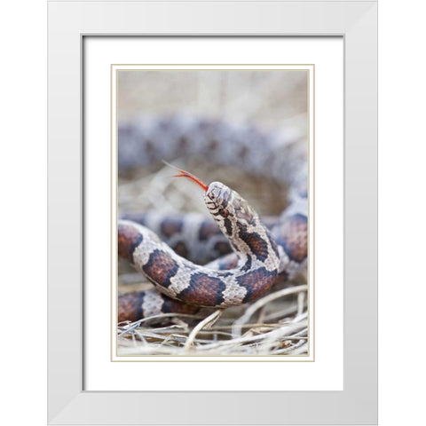 Canada, Riviere des Prairies Park Milk snake White Modern Wood Framed Art Print with Double Matting by Delisle, Gilles