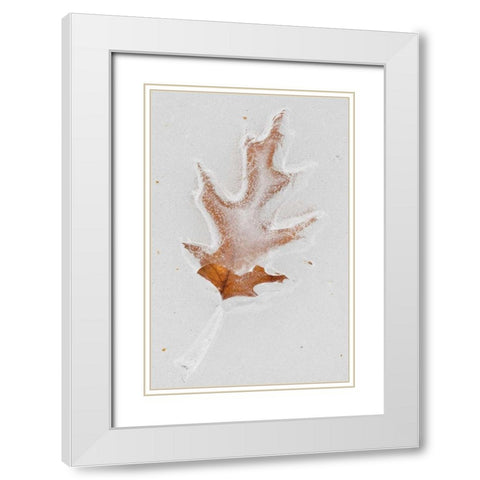 Canada, Quebec Red oak leaf caught in ice White Modern Wood Framed Art Print with Double Matting by Delisle, Gilles
