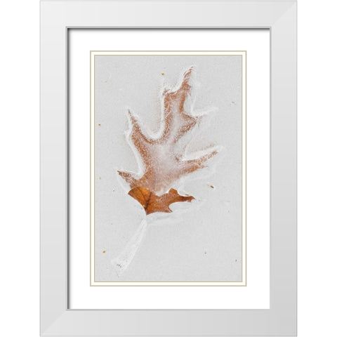 Canada, Quebec Red oak leaf caught in ice White Modern Wood Framed Art Print with Double Matting by Delisle, Gilles
