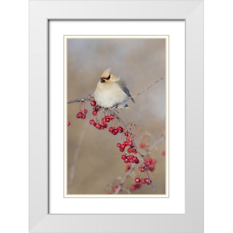 Canada, Quebec Bohemian waxwing bird on limb White Modern Wood Framed Art Print with Double Matting by Delisle, Gilles