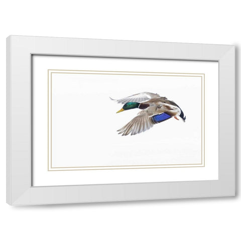 Canada, St Catherine Mallard drake landing White Modern Wood Framed Art Print with Double Matting by Delisle, Gilles