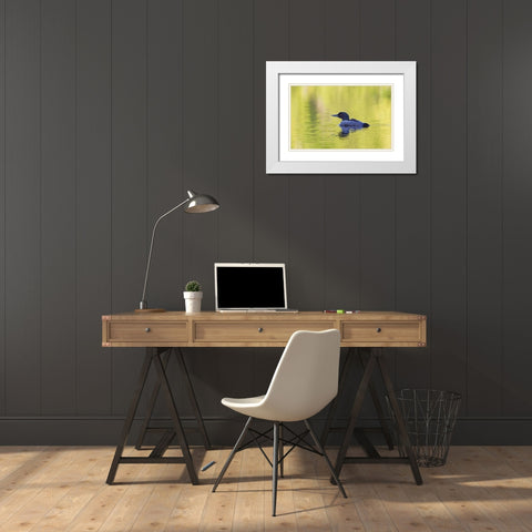 Canada, Quebec, Eastman Common loon with chick White Modern Wood Framed Art Print with Double Matting by Delisle, Gilles