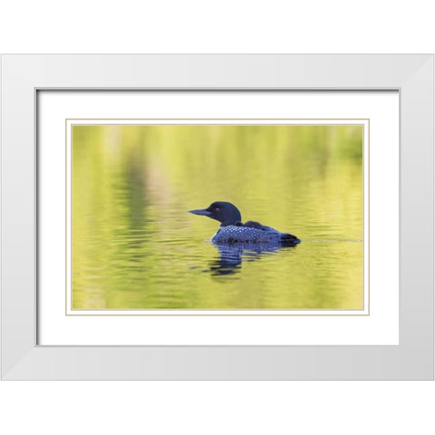 Canada, Quebec, Eastman Common loon with chick White Modern Wood Framed Art Print with Double Matting by Delisle, Gilles