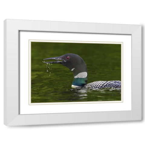 Canada, Quebec, Eastman Common loon calling White Modern Wood Framed Art Print with Double Matting by Delisle, Gilles