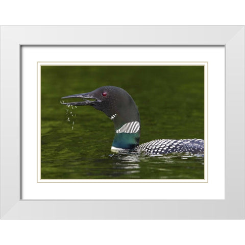 Canada, Quebec, Eastman Common loon calling White Modern Wood Framed Art Print with Double Matting by Delisle, Gilles