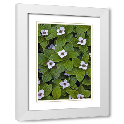 Canada, Quebec, Mingan Bunchberry after rainfall White Modern Wood Framed Art Print with Double Matting by Delisle, Gilles