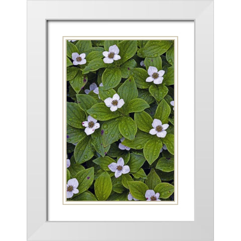 Canada, Quebec, Mingan Bunchberry after rainfall White Modern Wood Framed Art Print with Double Matting by Delisle, Gilles