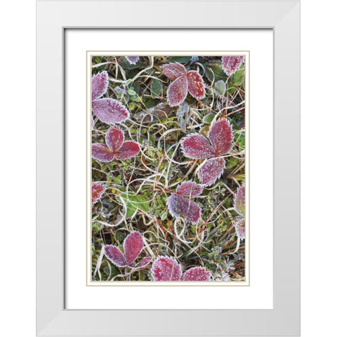 Canada, Quebec Frost-covered strawberry leaves White Modern Wood Framed Art Print with Double Matting by Delisle, Gilles