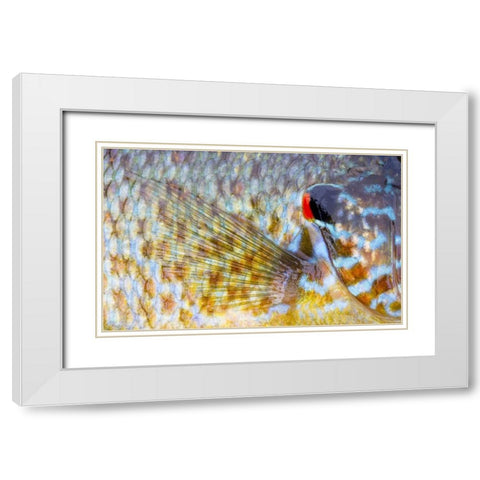 Canada, Quebec, Eastman Pumpkinseed fish White Modern Wood Framed Art Print with Double Matting by Delisle, Gilles