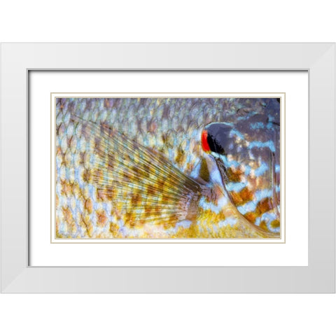 Canada, Quebec, Eastman Pumpkinseed fish White Modern Wood Framed Art Print with Double Matting by Delisle, Gilles