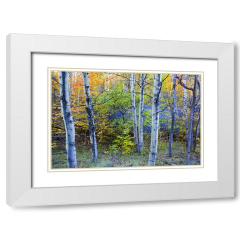 Canada, Quebec Aspen poplar trees and pond White Modern Wood Framed Art Print with Double Matting by Delisle, Gilles