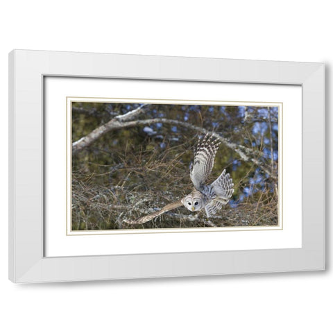 Canada, Quebec, Beauport Great gray owl flying White Modern Wood Framed Art Print with Double Matting by Delisle, Gilles