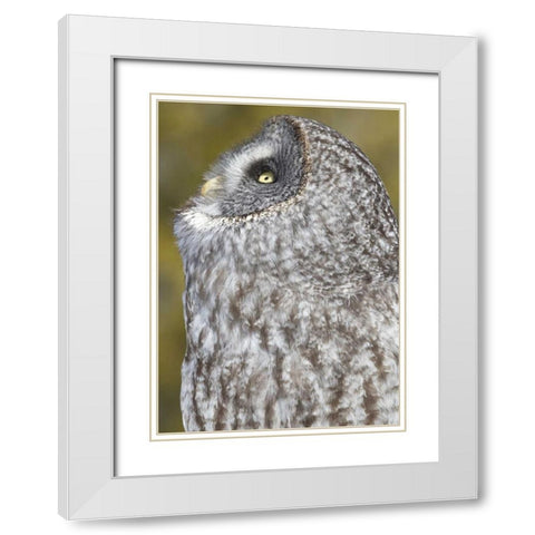 Canada, Quebec, Beauport Great gray owl White Modern Wood Framed Art Print with Double Matting by Delisle, Gilles