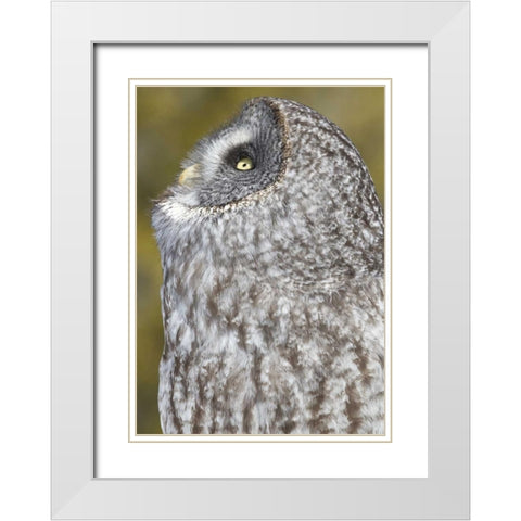 Canada, Quebec, Beauport Great gray owl White Modern Wood Framed Art Print with Double Matting by Delisle, Gilles