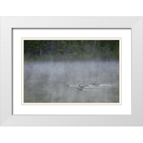 Canada, Quebec Canada geese in fog White Modern Wood Framed Art Print with Double Matting by Delisle, Gilles