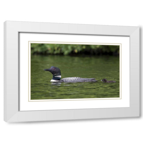 Canada, Quebec, Eastman Common loon with chick White Modern Wood Framed Art Print with Double Matting by Delisle, Gilles