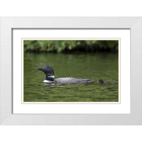 Canada, Quebec, Eastman Common loon with chick White Modern Wood Framed Art Print with Double Matting by Delisle, Gilles