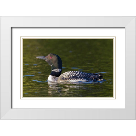 Canada, Quebec, Eastman Common loon swimming White Modern Wood Framed Art Print with Double Matting by Delisle, Gilles