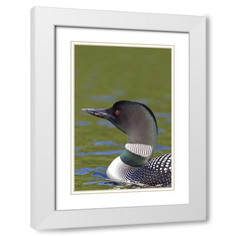 Canada, Quebec, Eastman Common loon in water White Modern Wood Framed Art Print with Double Matting by Delisle, Gilles