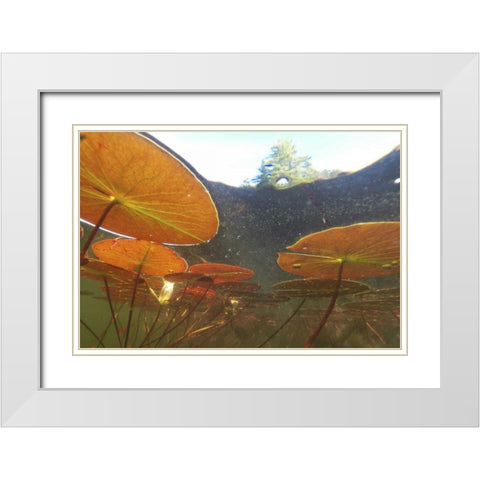 Canada, Eastman Underwater view of water lilies White Modern Wood Framed Art Print with Double Matting by Delisle, Gilles