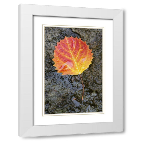 Canada, Quebec, Big tooth aspen leaf after rain White Modern Wood Framed Art Print with Double Matting by Delisle, Gilles
