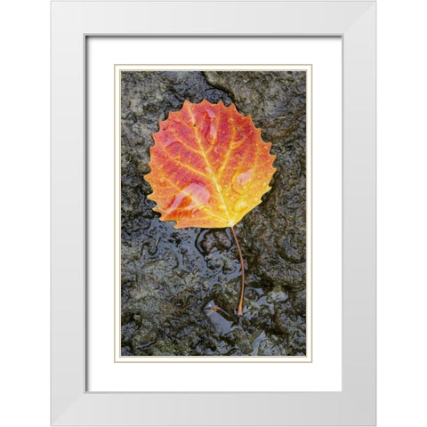Canada, Quebec, Big tooth aspen leaf after rain White Modern Wood Framed Art Print with Double Matting by Delisle, Gilles