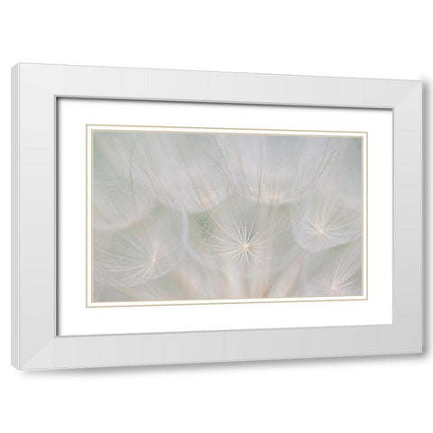 Canada, Quebec, Goats beard seed head White Modern Wood Framed Art Print with Double Matting by Delisle, Gilles