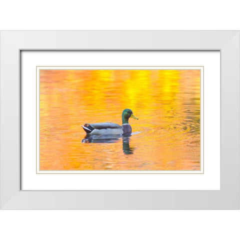 Canada, Quebec, Mallard drake swimming White Modern Wood Framed Art Print with Double Matting by Delisle, Gilles