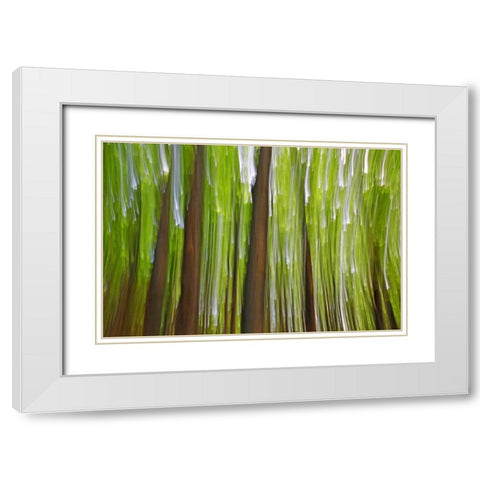 Canada, Quebec Maple grove abstract at sunset White Modern Wood Framed Art Print with Double Matting by Delisle, Gilles