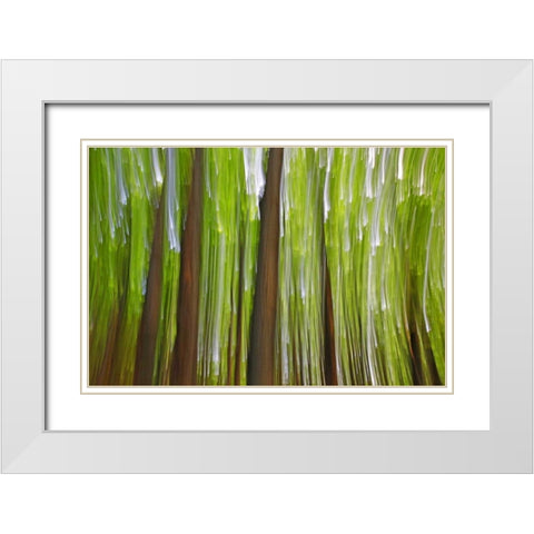 Canada, Quebec Maple grove abstract at sunset White Modern Wood Framed Art Print with Double Matting by Delisle, Gilles
