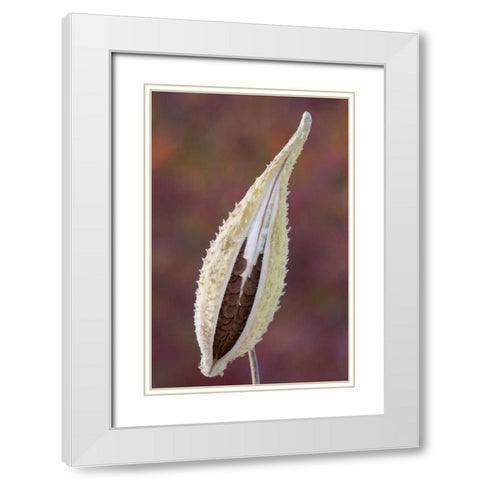Canada, Quebec, Mt St-Bruno Park Milkweed seed White Modern Wood Framed Art Print with Double Matting by Delisle, Gilles