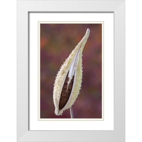 Canada, Quebec, Mt St-Bruno Park Milkweed seed White Modern Wood Framed Art Print with Double Matting by Delisle, Gilles