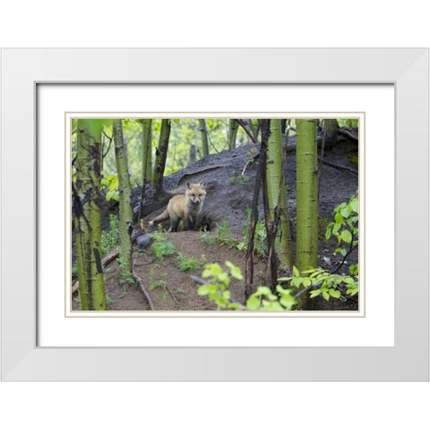 Canada, Mt St-Bruno Park Red fox kit at den site White Modern Wood Framed Art Print with Double Matting by Delisle, Gilles