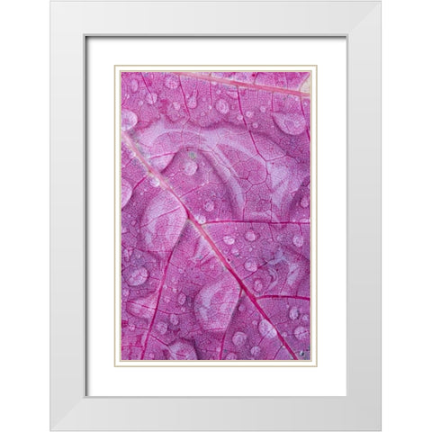 Canada, Quebec, Rain water on red maple leaf White Modern Wood Framed Art Print with Double Matting by Delisle, Gilles