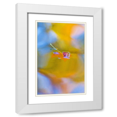 Canada, Quebec, Red maple leaf on autumn pool White Modern Wood Framed Art Print with Double Matting by Delisle, Gilles