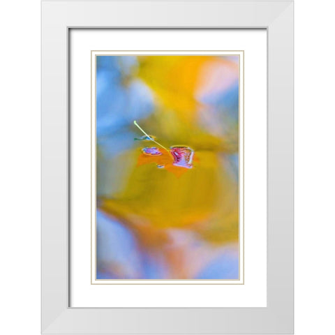 Canada, Quebec, Red maple leaf on autumn pool White Modern Wood Framed Art Print with Double Matting by Delisle, Gilles