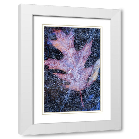 Canada, Quebec, Red oak leaf under lake ice White Modern Wood Framed Art Print with Double Matting by Delisle, Gilles