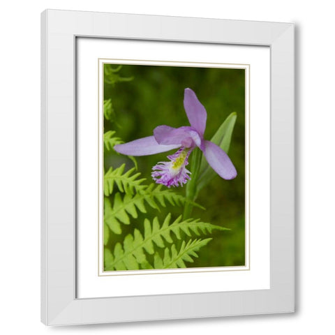 Canada, Quebec, Snake-mouth orchid White Modern Wood Framed Art Print with Double Matting by Delisle, Gilles