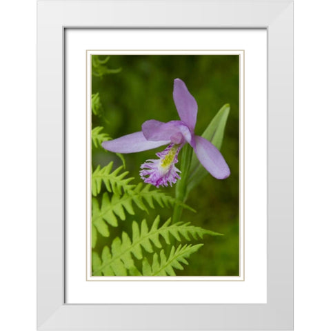 Canada, Quebec, Snake-mouth orchid White Modern Wood Framed Art Print with Double Matting by Delisle, Gilles