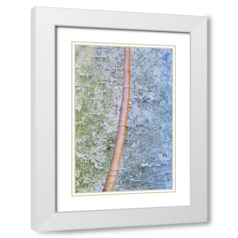 Canada, Quebec, Split paper birch bark detail White Modern Wood Framed Art Print with Double Matting by Delisle, Gilles