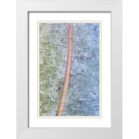Canada, Quebec, Split paper birch bark detail White Modern Wood Framed Art Print with Double Matting by Delisle, Gilles