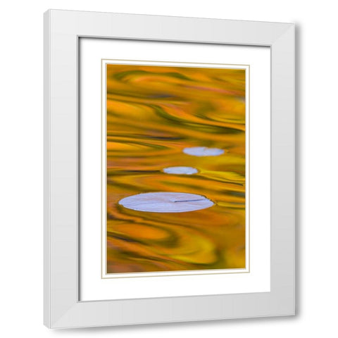 Canada, Quebec, Water lily pad and fall colors White Modern Wood Framed Art Print with Double Matting by Delisle, Gilles