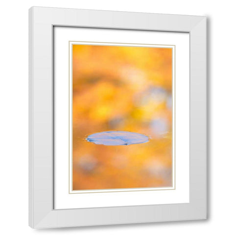 Canada, Quebec, Water lily pad and fall colors White Modern Wood Framed Art Print with Double Matting by Delisle, Gilles