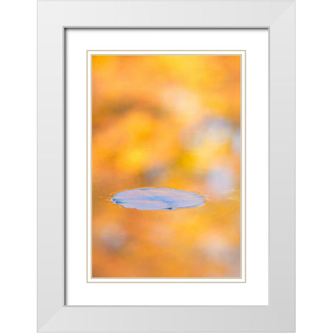 Canada, Quebec, Water lily pad and fall colors White Modern Wood Framed Art Print with Double Matting by Delisle, Gilles