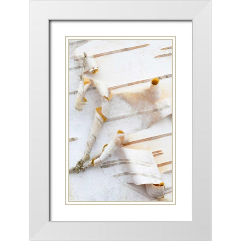 Canada, Mt St-Bruno Park White birch bark detail White Modern Wood Framed Art Print with Double Matting by Delisle, Gilles