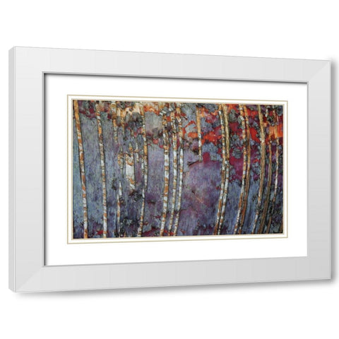 Canada, Quebec White birch root bark patterns White Modern Wood Framed Art Print with Double Matting by Delisle, Gilles