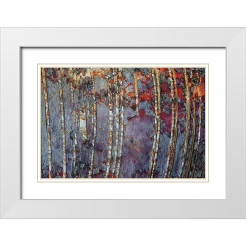 Canada, Quebec White birch root bark patterns White Modern Wood Framed Art Print with Double Matting by Delisle, Gilles