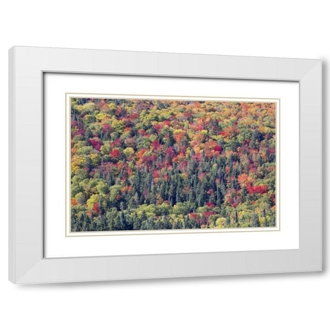 Canada, Mount Tremblant NP Forest in fall White Modern Wood Framed Art Print with Double Matting by Delisle, Gilles